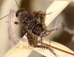 Neonemobius mormonius