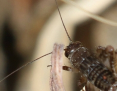 Neonemobius mormonius