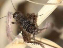 Neonemobius mormonius