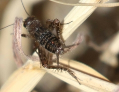 Neonemobius mormonius