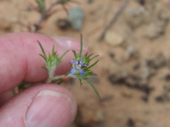 Eriastrum filifolium