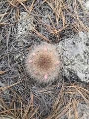 Mammillaria discolor
