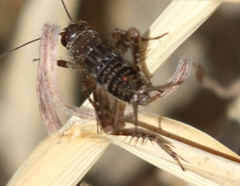 Neonemobius mormonius