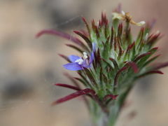 Eriastrum filifolium