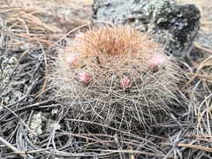 Mammillaria discolor