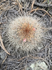 Mammillaria discolor