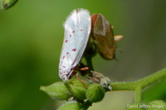 Enaemia basistriga
