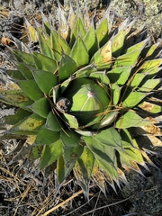Agave horrida perotensis