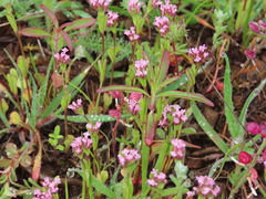 Plectritis macrocera macrocera