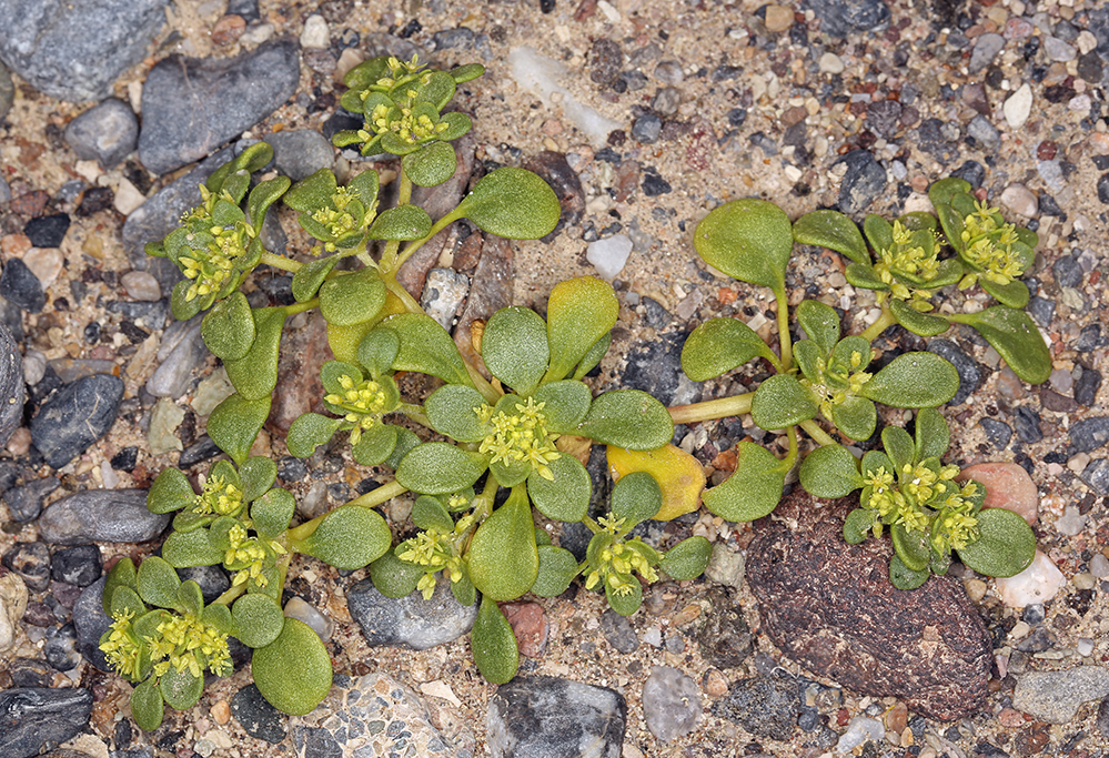 Gilmania luteola