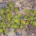 Gilmania luteola - Photo 由 Steve Matson 所上傳的 (c) Steve Matson，保留部份權利CC BY