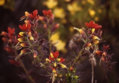 Castilleja meridensis