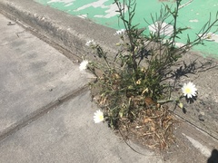 Calycoseris wrightii