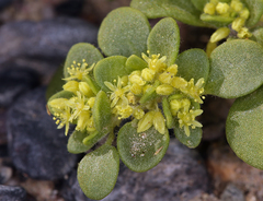 Gilmania luteola