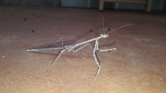 Austrovates variegata