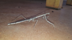 Austrovates variegata