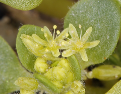 Gilmania luteola
