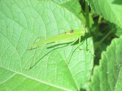 Phaneroptera gracilis