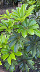 Heptapleurum arboricola