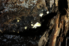 Antrodiella citrinella