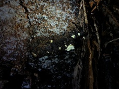 Antrodiella citrinella