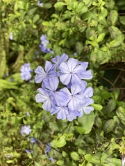Plumbago auriculata