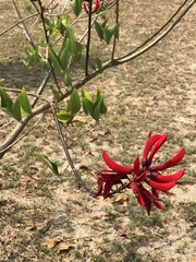 Erythrina corallodendron