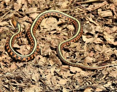 Thamnophis sirtalis concinnus