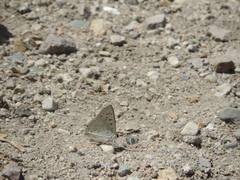 Tharsalea xanthoides