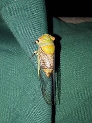 Macrotristria intersecta