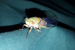 Macrotristria intersecta