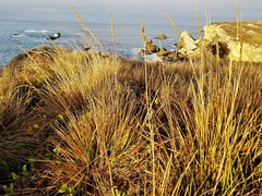 Bromus laevipes