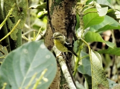Setophaga fusca