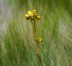 Senecio chionogeton