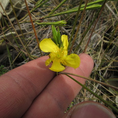 Hypericum strictum