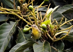 Setophaga fusca