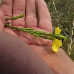 Hypericum strictum