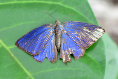 Arhopala madytus