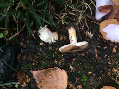 Russula versicolor