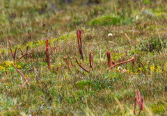 Phlegmariurus crassus