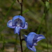 Early Blue Disa - Photo (c) lennartn, some rights reserved (CC BY-NC), uploaded by lennartn