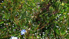 Eriocaulon microcephalum