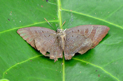 Arhopala madytus