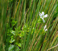 Stellaria recurvata