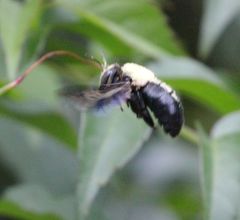 Xylocopa