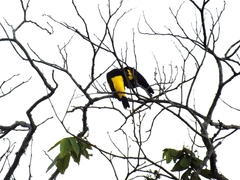 Cacicus cela
