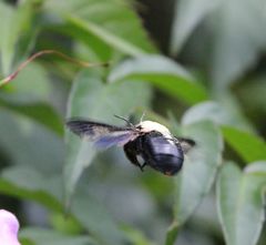 Xylocopa
