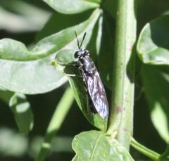 Hermetia illucens