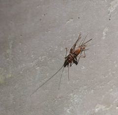 Gryllinae