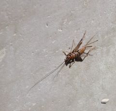 Gryllinae